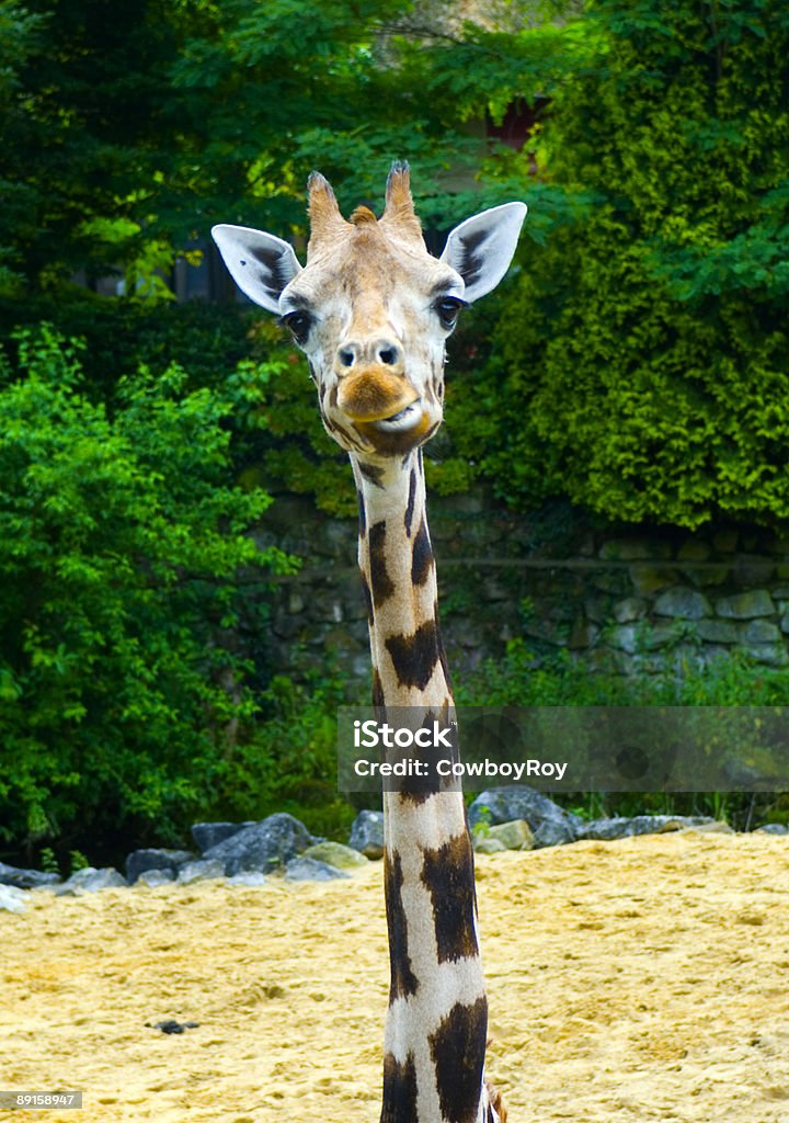 girafa - Foto de stock de Animal royalty-free