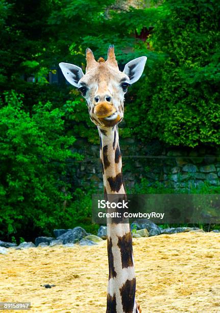 Foto de Girafa e mais fotos de stock de Animal - Animal, Animal selvagem, Exterior