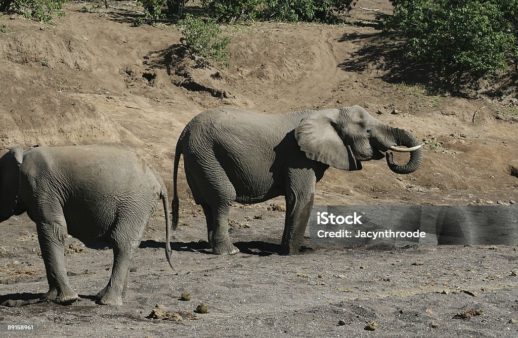 アフリカ象 - アフリカのロイヤリティフリーストックフォト