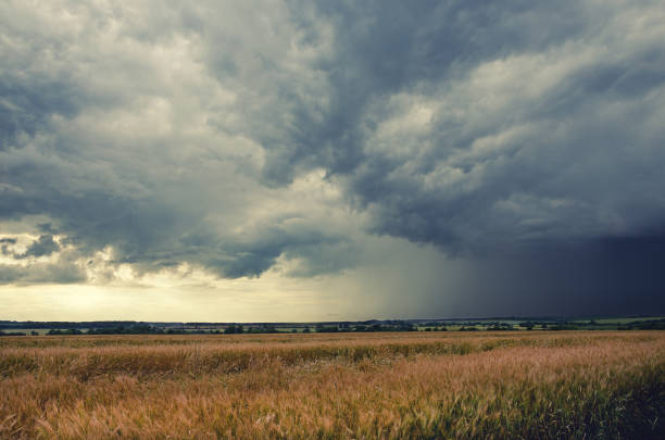 trübe sommerlandschaft. bereich der weizen reif. dunkle gewitterwolken in dramatischen himmel. minuten vor dem starkregen. - dramatischer himmel stock-fotos und bilder