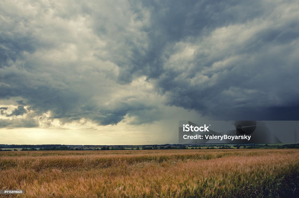 Cloudy summer landscape.Field of ripe wheat.Dark storm clouds in dramatic sky.Minutes before the heavy rain. Tula region,Russia Overcast Stock Photo