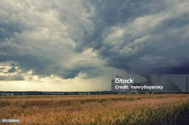 Cloudy Summer Landscapefield Of Ripe Wheatdark Storm Clouds In Dramatic Skyminutes Before The Heavy Rain Stock Photo - Download Image Now