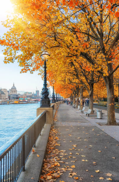 southbank con alberi di colore arancione in autunno - london in the rain foto e immagini stock