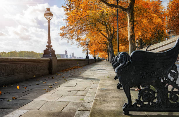 Chelsea Embankment during autumn time London during autumn time: Chelsea Embankment with golden trees kensington and chelsea photos stock pictures, royalty-free photos & images