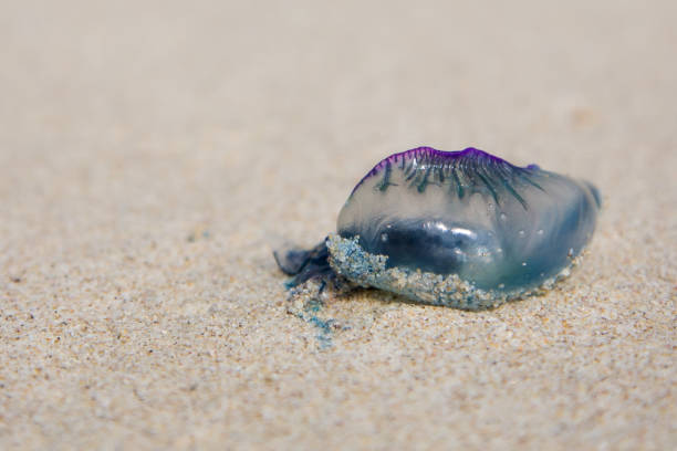 istock A dead and poisonous bluebottle lying on the beach sand 891600348