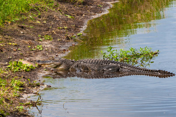 istock Large alligator submerged in river at Florida Myakka River State Park. 891600616