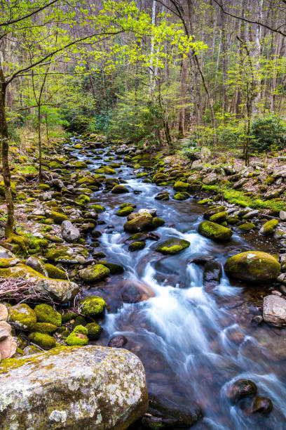 riacho da floresta. cascatas de água sobre as rochas no parque nacional great smoky mountains. - gatlinburg great smoky mountains national park nature water - fotografias e filmes do acervo