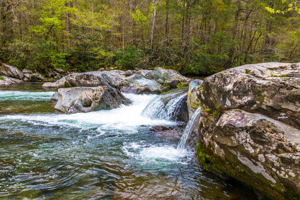 riacho da floresta. cascatas de água sobre as rochas no parque nacional great smoky mountains. - gatlinburg waterfall smoke usa - fotografias e filmes do acervo