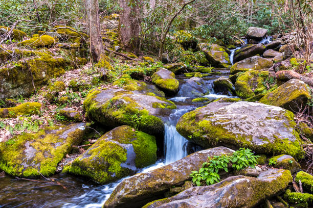 riacho da floresta. cascatas de água sobre as rochas no parque nacional great smoky mountains. - gatlinburg waterfall smoke usa - fotografias e filmes do acervo