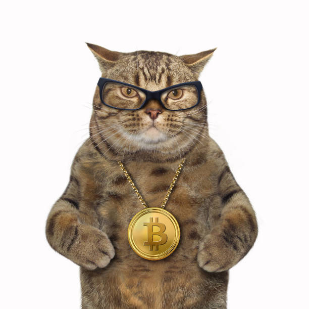 Cat with bitcoin medallion The cat has a bitcoin locket around its neck. White background. gold bitcoin stock pictures, royalty-free photos & images