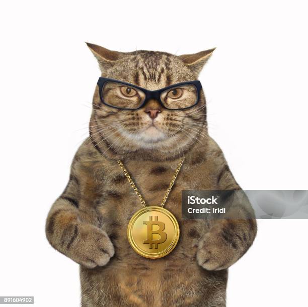 Foto de Gato Com Medalhão Bitcoin e mais fotos de stock de Bitcoin - Bitcoin, Ouro - Metal, Corrente