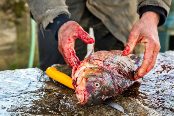 istock Fisherman to cleans a freshly fish 891604988