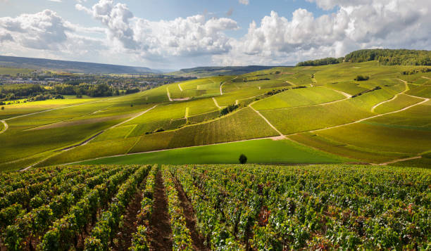 壮大な照明でフランスのブドウ畑 - シャンパーニュ地方 ストックフォトと画像