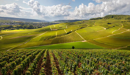 French vineyards with Epic lighting