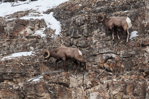 istock Rockr mountain bighorn sheep 891609226