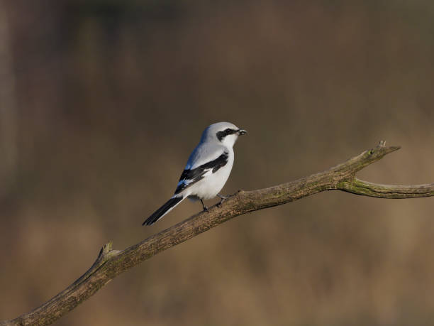 istock Great-grey shrike,  Lanius excubitor 891618638