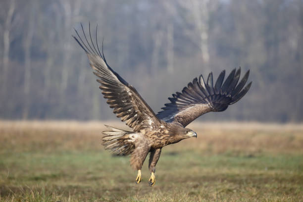 istock White-tailed sea-eagle, Haliaeetus albicilla 891618960