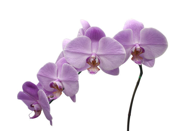 istock Beautiful flower Orchid, blue phalaenopsis close-up 891619272