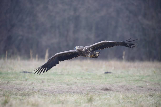 istock White-tailed sea-eagle, Haliaeetus albicilla 891619538