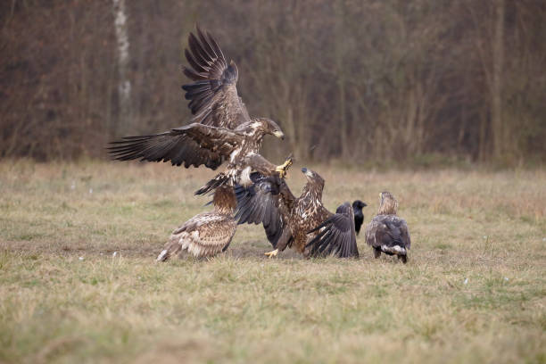 istock White-tailed sea-eagle, Haliaeetus albicilla 891619816