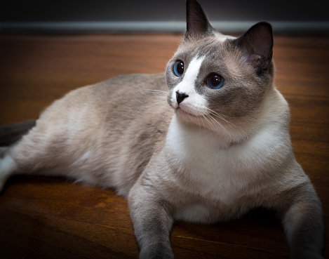 Gray/white Siamese Kitten on wooden floor