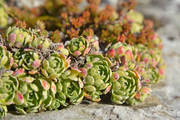 istock saxifraga paniculata plant 891624148