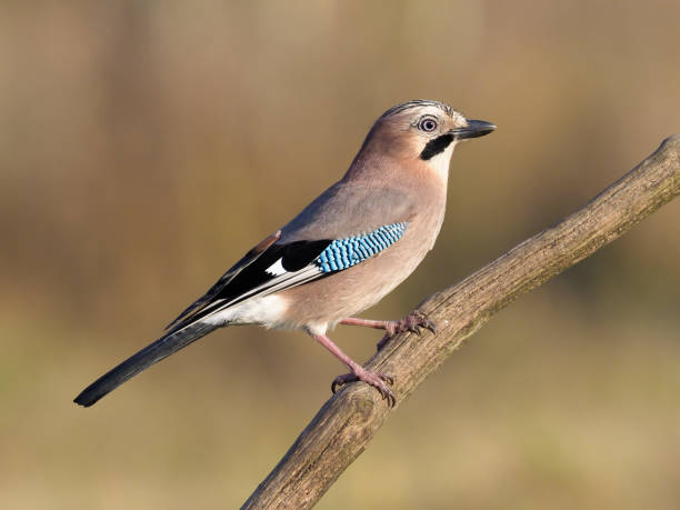 Jay, Garrulus glandarius Jay, Garrulus glandarius, single bird on branch, Poland, November 2017 jay stock pictures, royalty-free photos & images