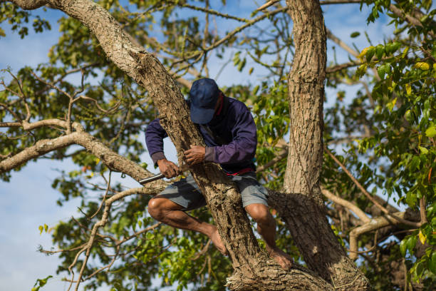 istock Life style farmer thai.farmers are climbing trees. 891624928