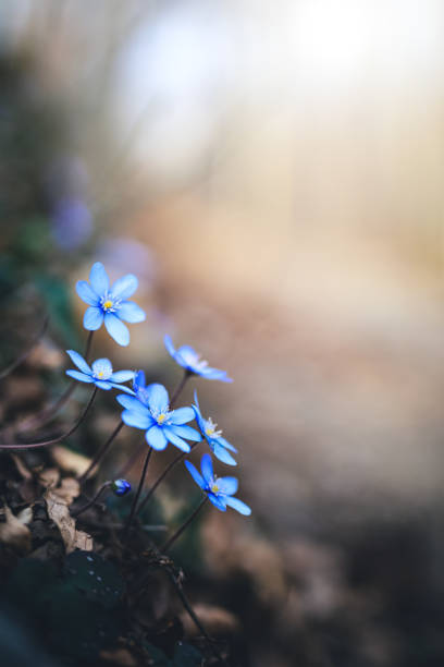 Spring wildflowers (Hepatica Nobilis) in the forest.