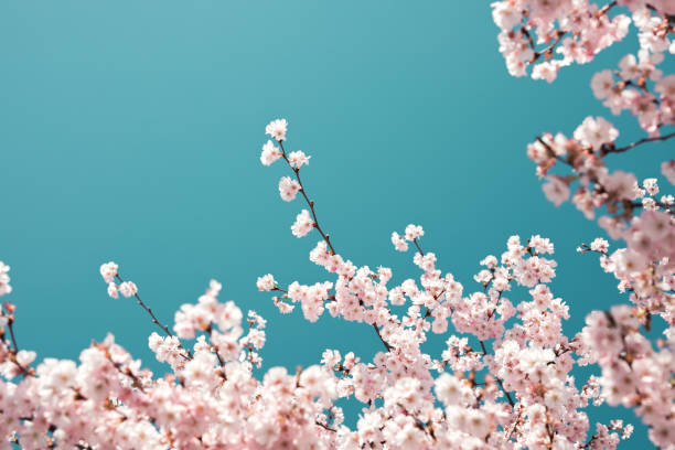 pastelowe kwiaty wiśni - sakura tree flower cherry blossom zdjęcia i obrazy z banku zdjęć