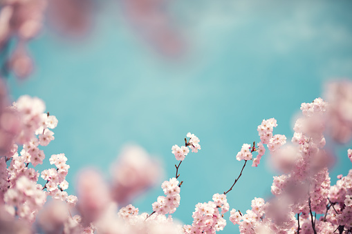 Pastel Colored Cherry Blossoms
