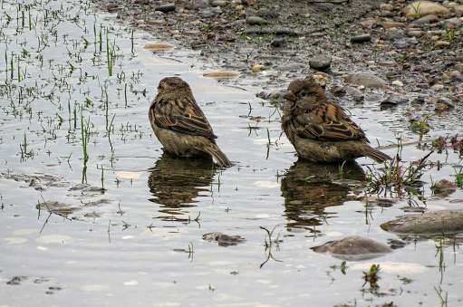 Sparrows are refreshing in the pond