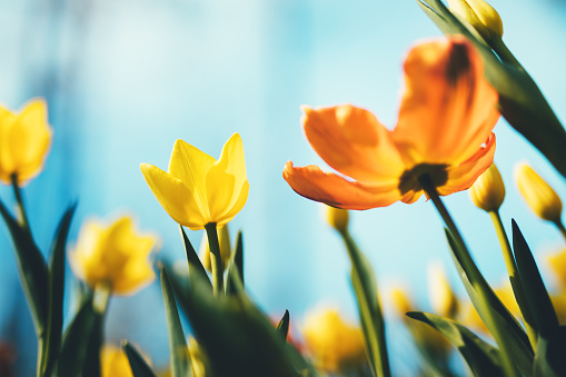 Beautiful yellow and orange tulips from below.