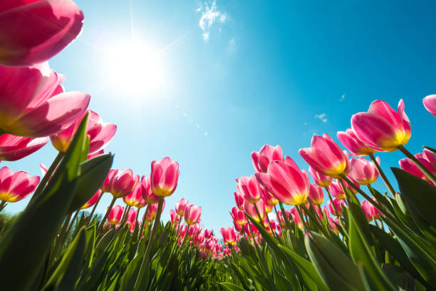 pole tulipanów od dołu - flower tulip spring multi colored zdjęcia i obrazy z banku zdjęć