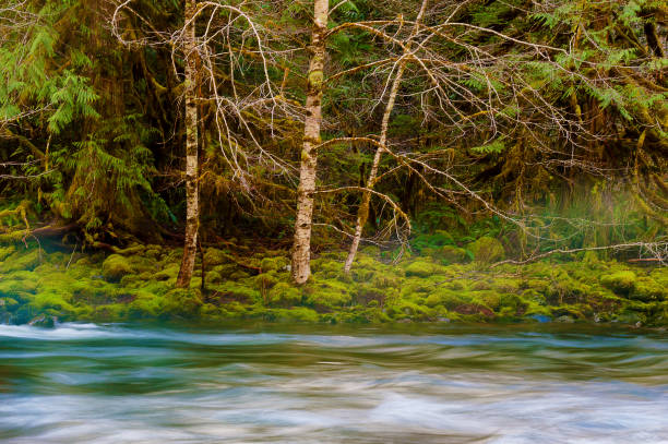 mt. hood narodowe krajobrazy leśne - mt hood national park zdjęcia i obrazy z banku zdjęć