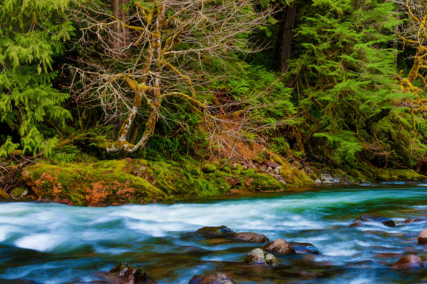 mt. hood narodowe krajobrazy leśne - mt hood national park zdjęcia i obrazy z banku zdjęć