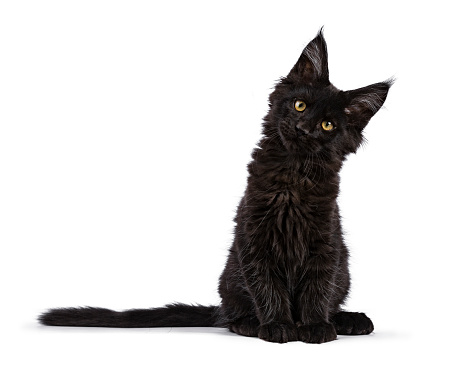 Sesión de gatito gato Maine Coon negro aislado en blanco frente a la cámara con la cabeza inclinada photo