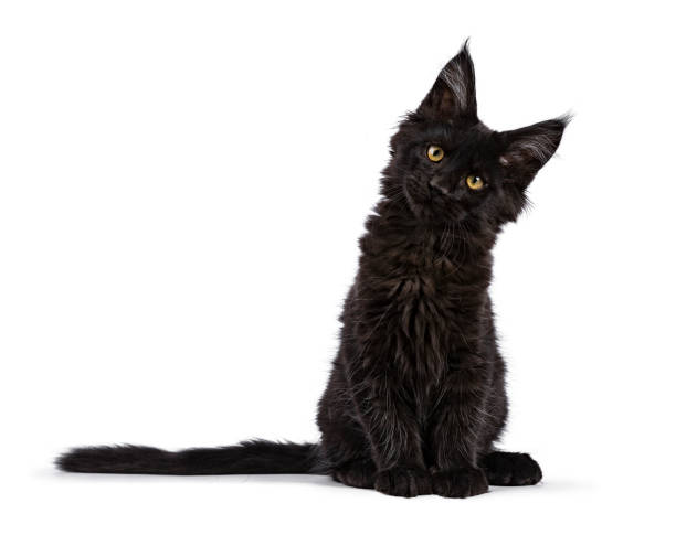 sesión de gatito gato maine coon negro aislado en blanco frente a la cámara con la cabeza inclinada - ojos amarillos fotografías e imágenes de stock