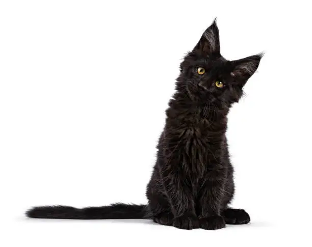 Black Maine Coon cat kitten isolated on white