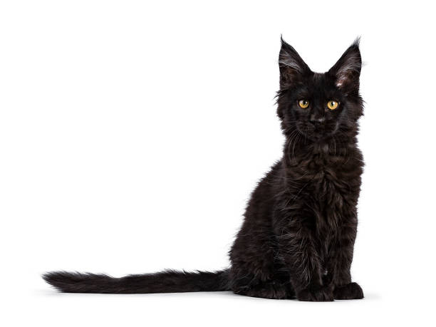 istock Black Maine Coon cat kitten sitting isolated on white facing camera 891643824