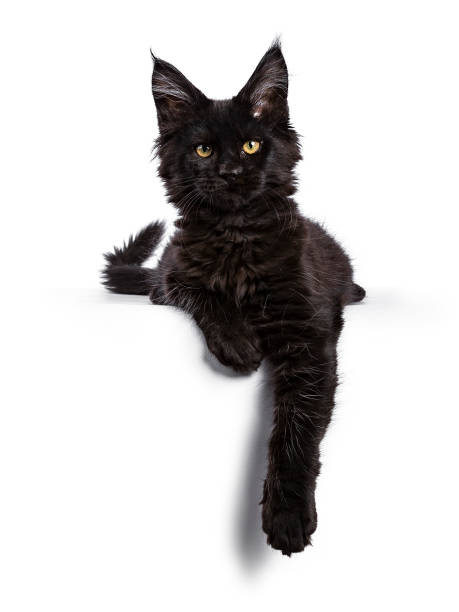 istock Black Maine Coon cat kitten laying isolated on white facing camera with paws hanging over edge 891643840