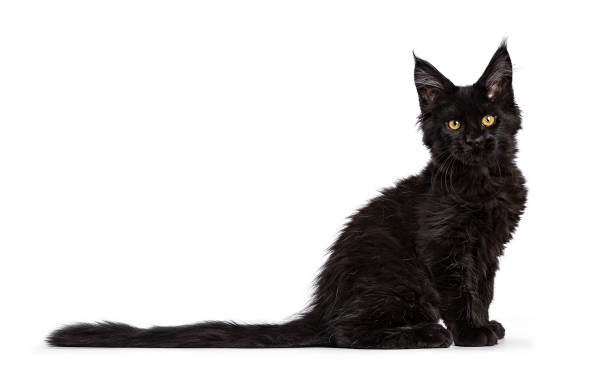 istock Black Maine Coon cat / kitten sitting side ways isolated on white background 891643850