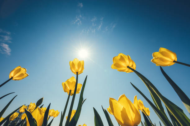 istock Yellow Tulips On A Sunny Day 891644038