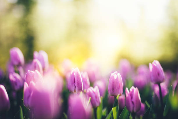 istock Beautiful Tulip Garden 891644070