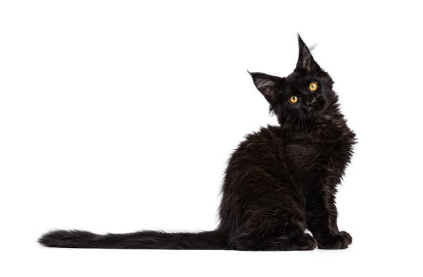 istock Black Maine Coon cat / kitten sitting side ways isolated on white background with tilted head 891644672
