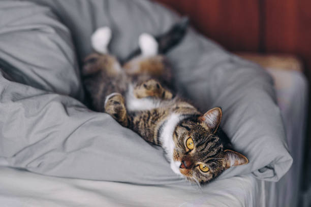 istock Beautiful kitty have a rest at home. 891653558