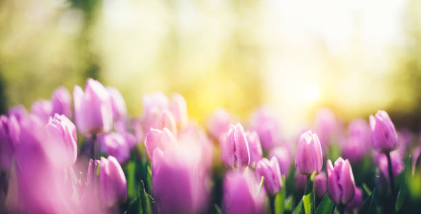 istock Beautiful Tulip Garden 891656576