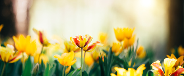 bright yellow large tulip flowers on a light sky background