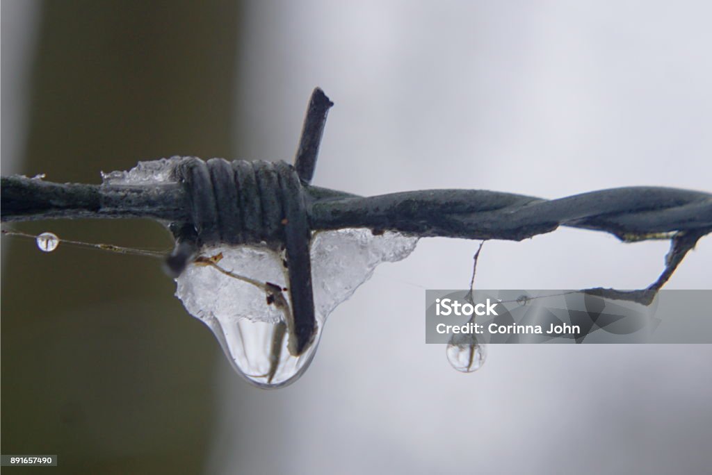 Droplets and snow on barbwire Shiny dew drops and white snow on barbed wire Artist's Palette Stock Photo