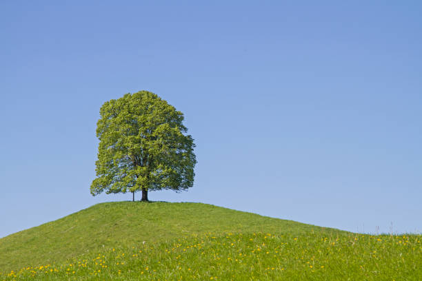 istock deciduous tree on the moraine hills of Veiglberg 891660882